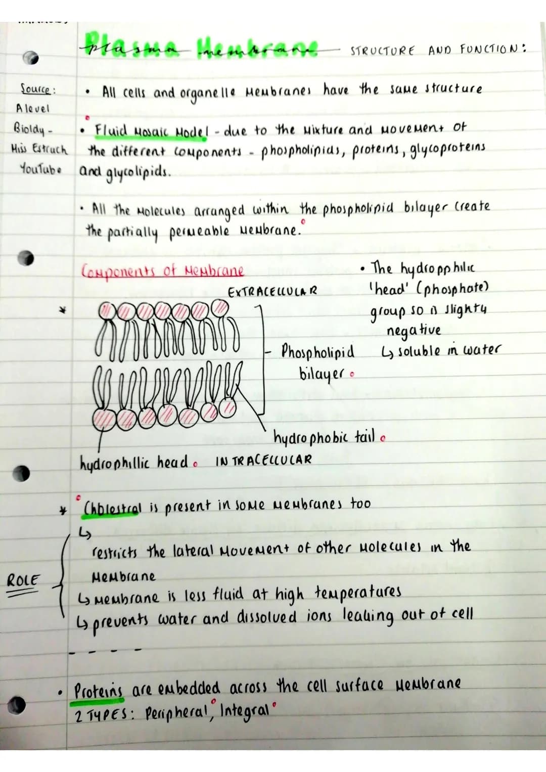 Source:
A level
Bioldy -
Miss Estruch
YouTube
ROLE
*
plasma Hem
All cells and organelle Membranes have the same structure.
●
●
• Fluid Mosai