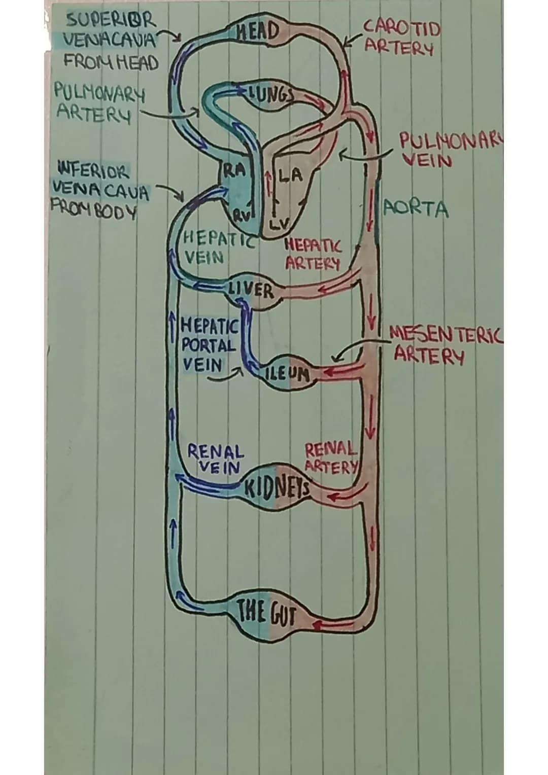 THE HEART
SUPERIOR VENA CAVA
Brings in deoxygenated
blood from
upper body
NFERIOR VENA
CAVA
Brings in deoxygenated
blood from lower!
·body
R