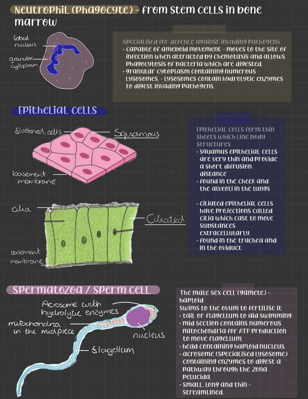 Specialised CELLS
CELLS become specialised by differentiation - the
number of organelles can change, the shape, and
CELLULar contents differ