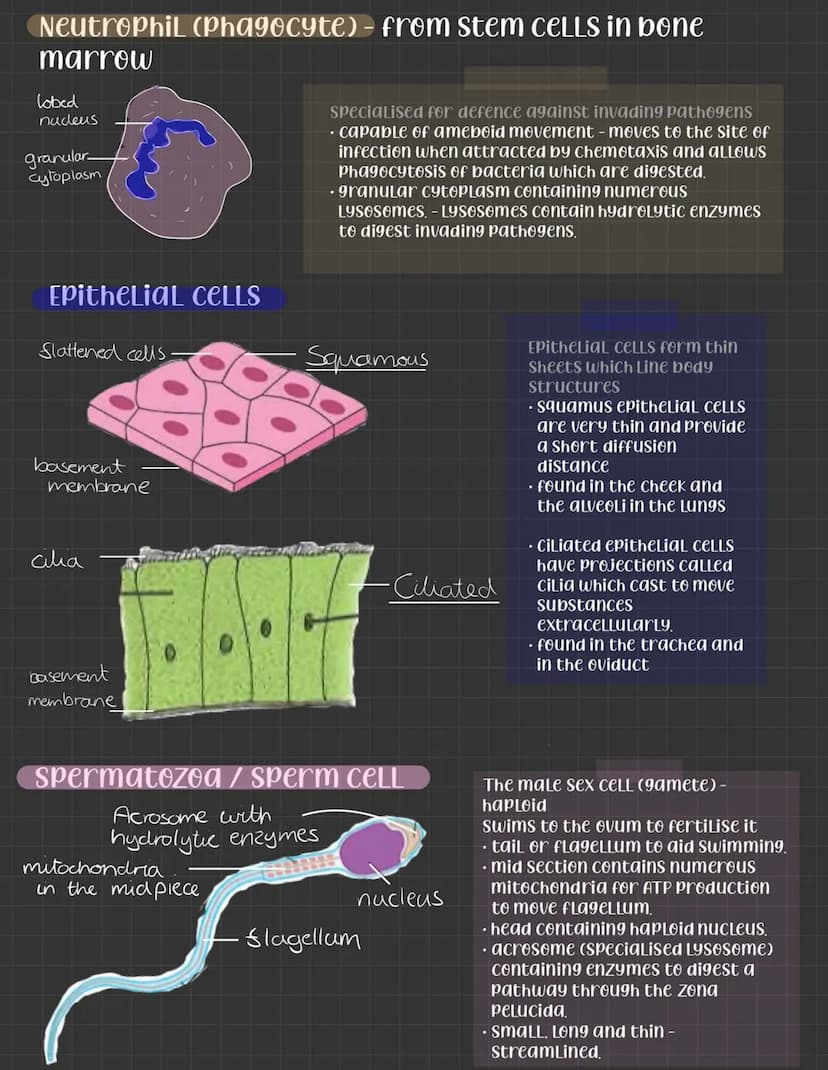 Specialised CELLS
CELLS become specialised by differentiation - the
number of organelles can change, the shape, and
CELLULar contents differ