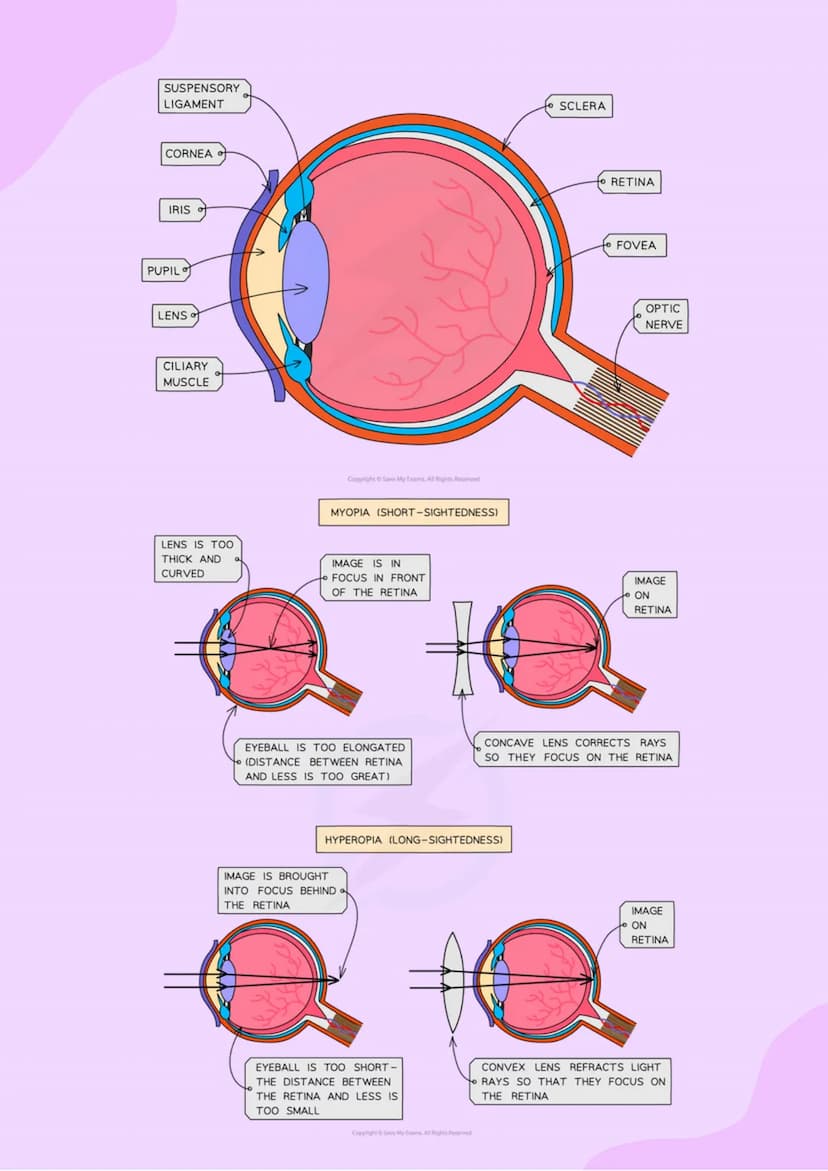 4.5 Homeostasis and Response
4.5.1 HOMEOSTASIS
• Homeostasis is the regulation of the
internal conditions of a cell or
organism, to maintain