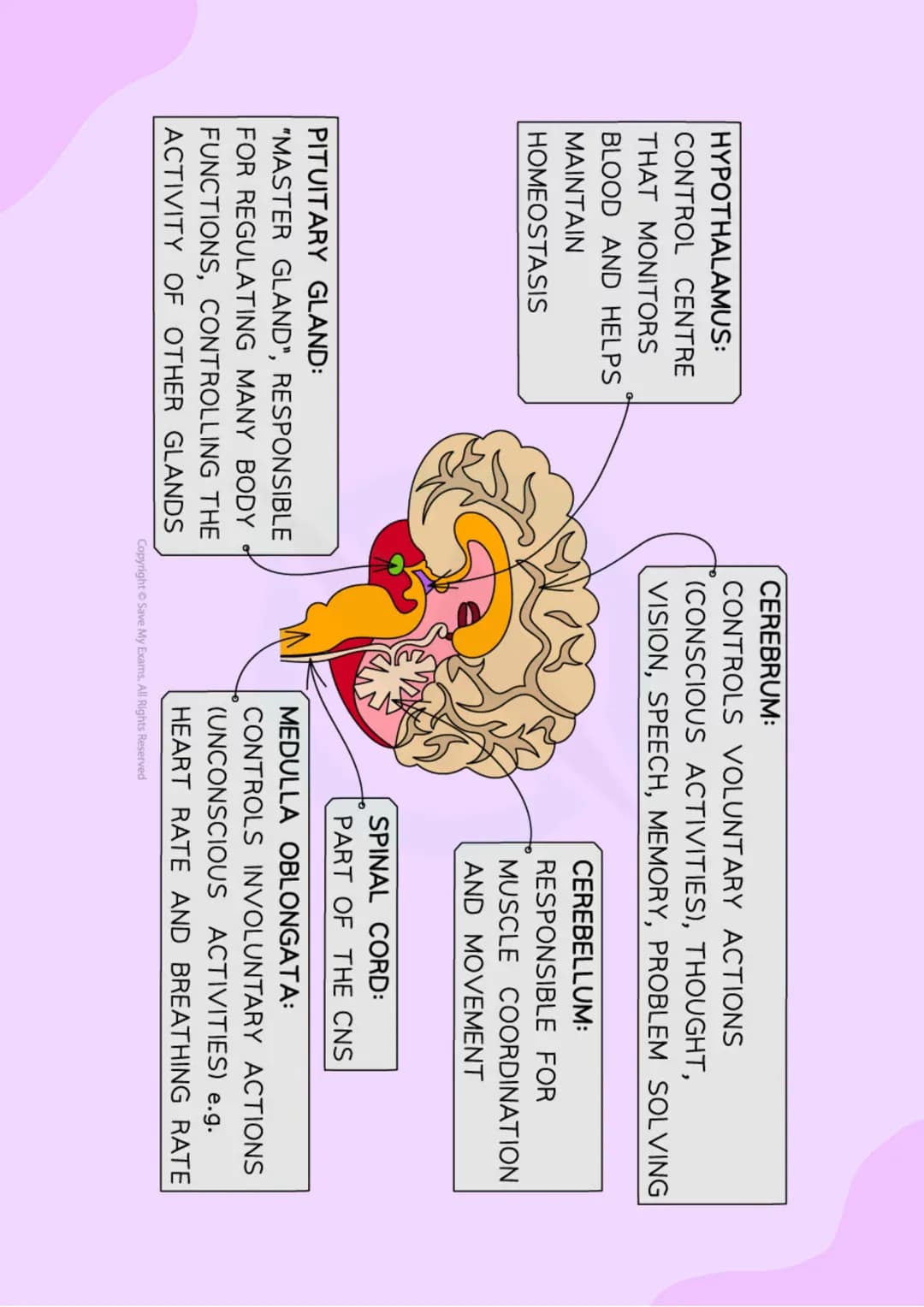4.5 Homeostasis and Response
4.5.1 HOMEOSTASIS
• Homeostasis is the regulation of the
internal conditions of a cell or
organism, to maintain