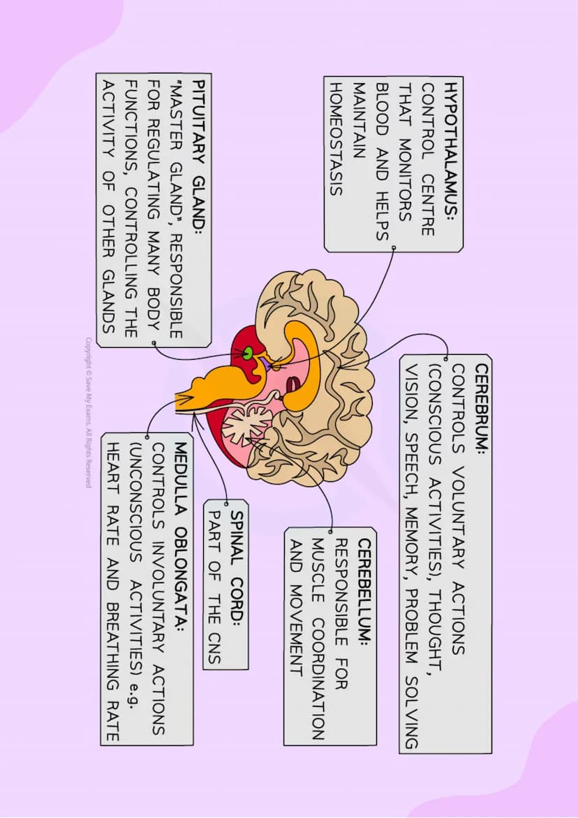 4.5 Homeostasis and Response
4.5.1 HOMEOSTASIS
• Homeostasis is the regulation of the
internal conditions of a cell or
organism, to maintain