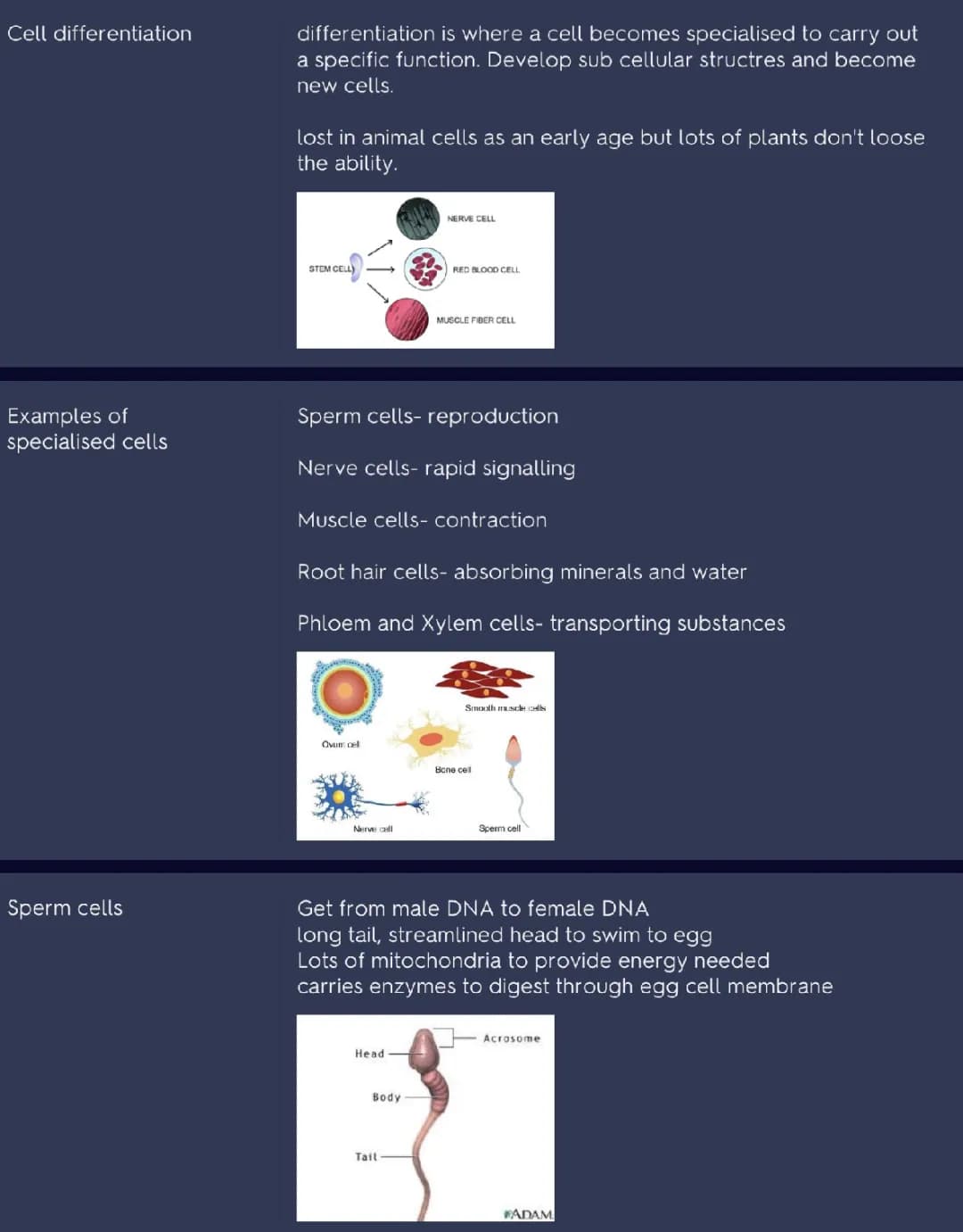 GCSE biology- cell differentiation and specialised cells