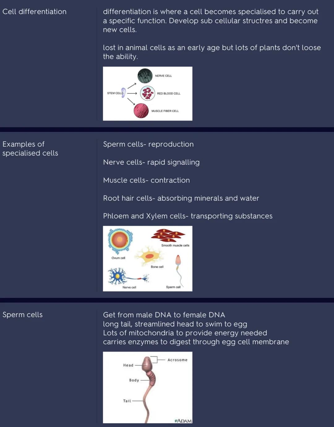 Cell differentiation
Examples of
specialised cells
Sperm cells
differentiation is where a cell becomes specialised to carry out
a specific f