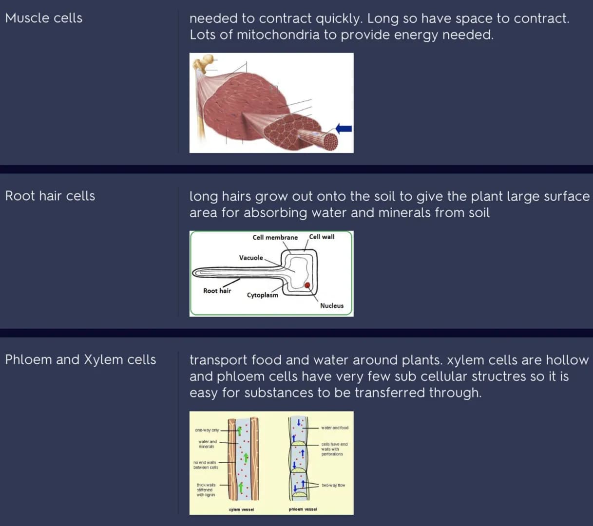 Cell differentiation
Examples of
specialised cells
Sperm cells
differentiation is where a cell becomes specialised to carry out
a specific f