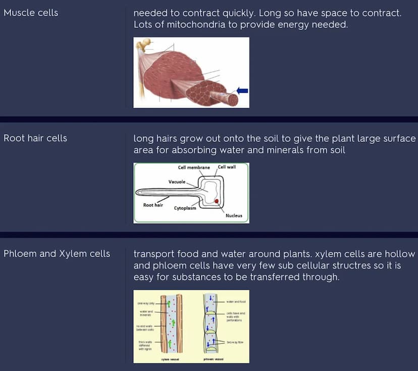Cell differentiation
Examples of
specialised cells
Sperm cells
differentiation is where a cell becomes specialised to carry out
a specific f