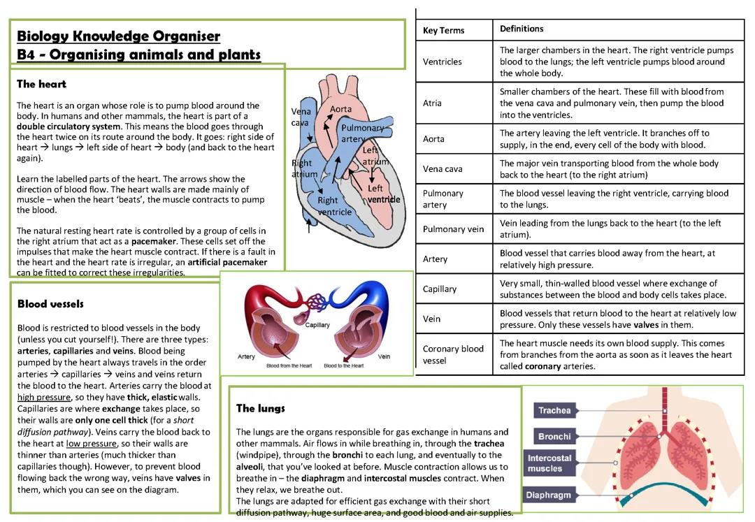 organisation in animal and plants