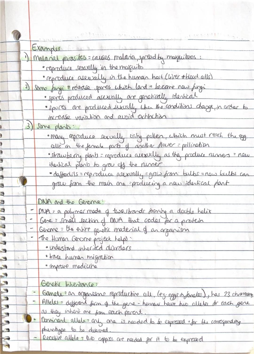 Biology - Inheritance, Variation + Evolution
Sexual + Asexual Reproduction:
involves the fusion of male and female gametes
- sperm + egg cel