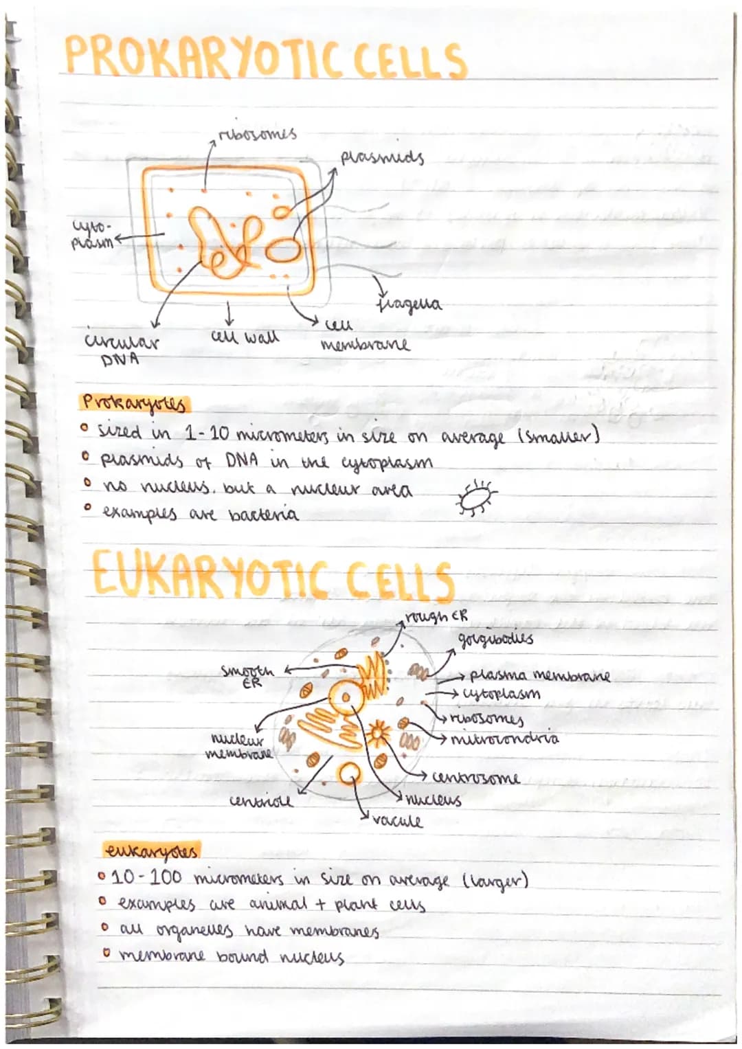 PROKARYOTIC CELLS
cyto-
Plasm
curcular
DNA
ribosomes
Sof
cell wall
smooth
plasmids
Prokaryotes
• sized in 1-10 micrometers in size on averag