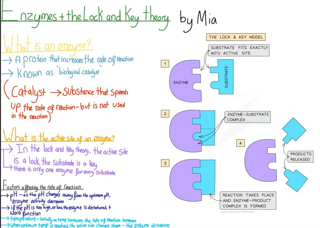 Enzymes and the lock and key theory 