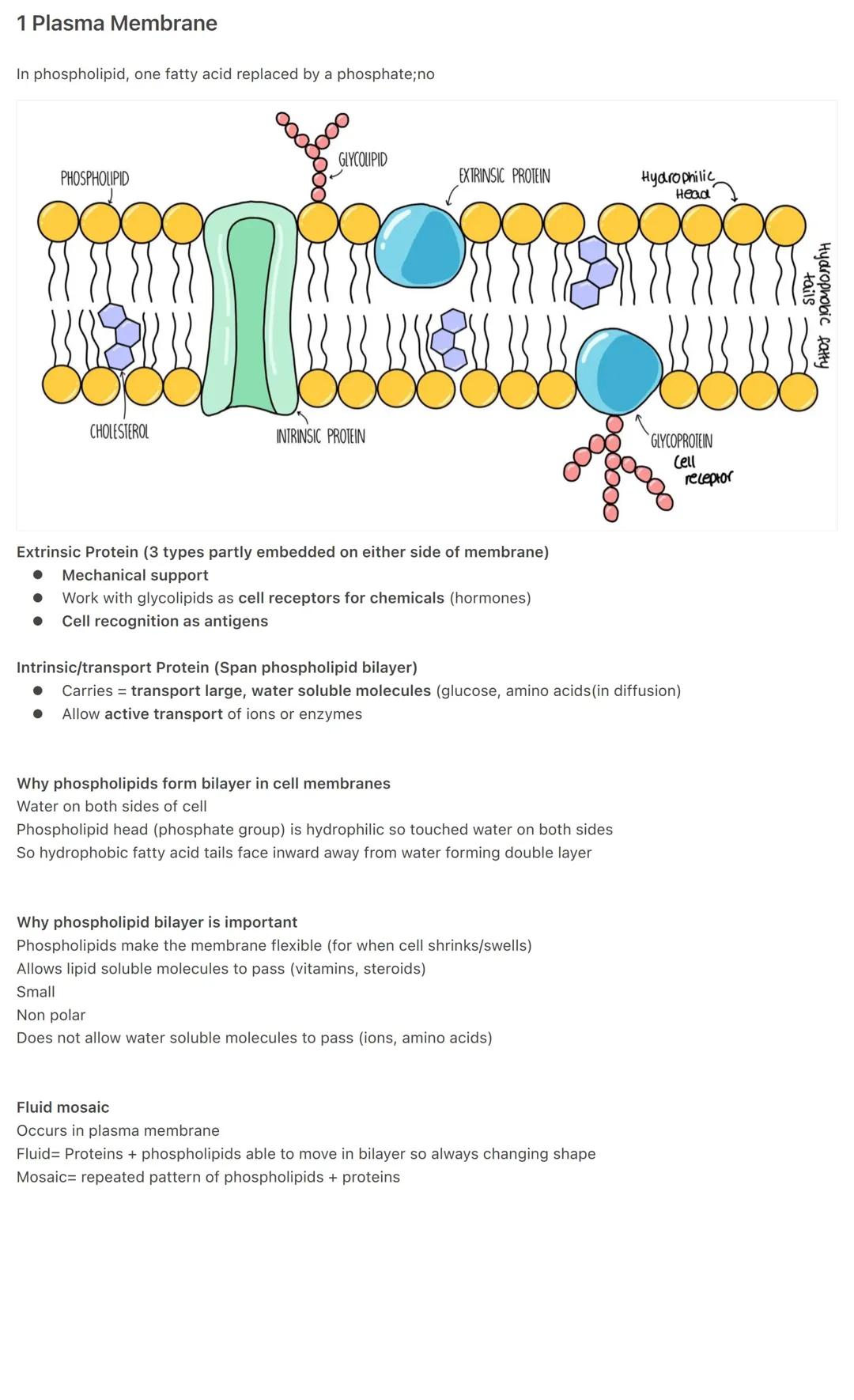 Plasma Membrane Structure