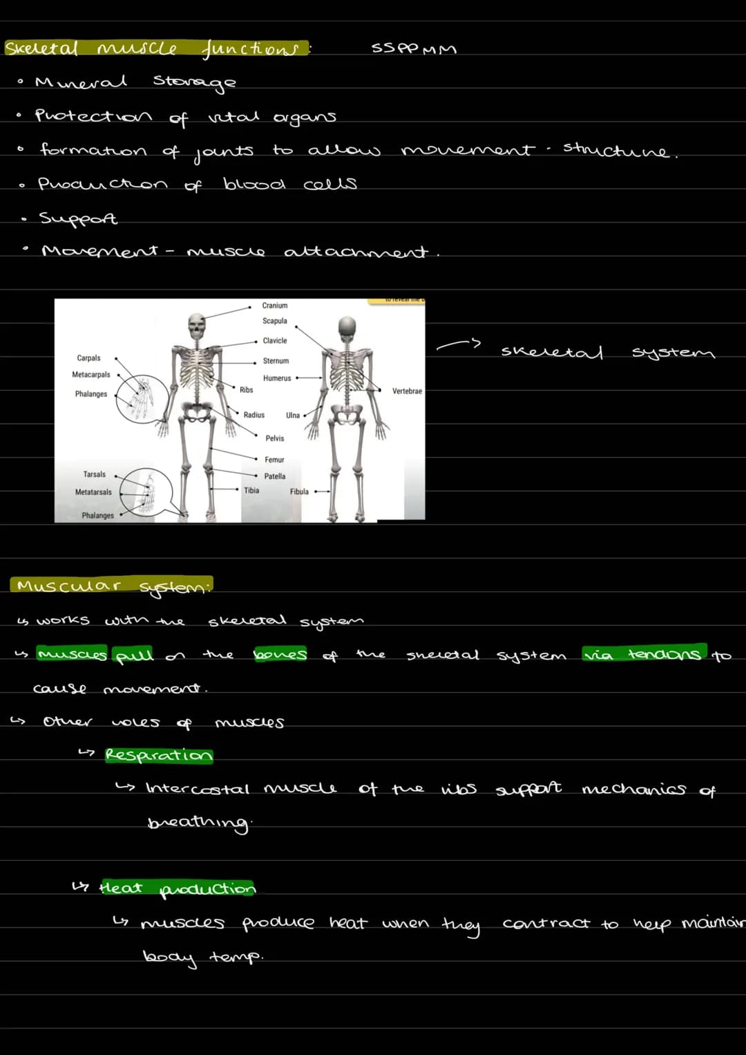 Skeletal
O
0
6
Mineral
Storage
Protection of vital organs
formation of jounts to allow
Production of
cells
Support
muscle functions
Movement