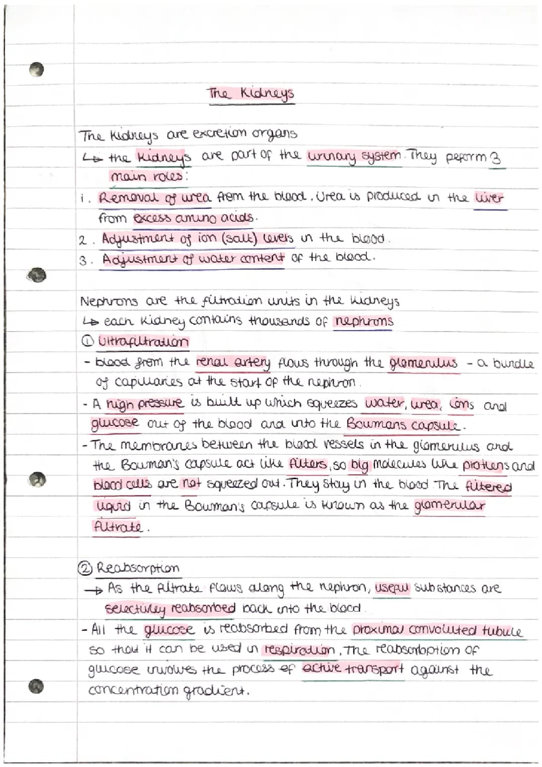 The Kidneys 
