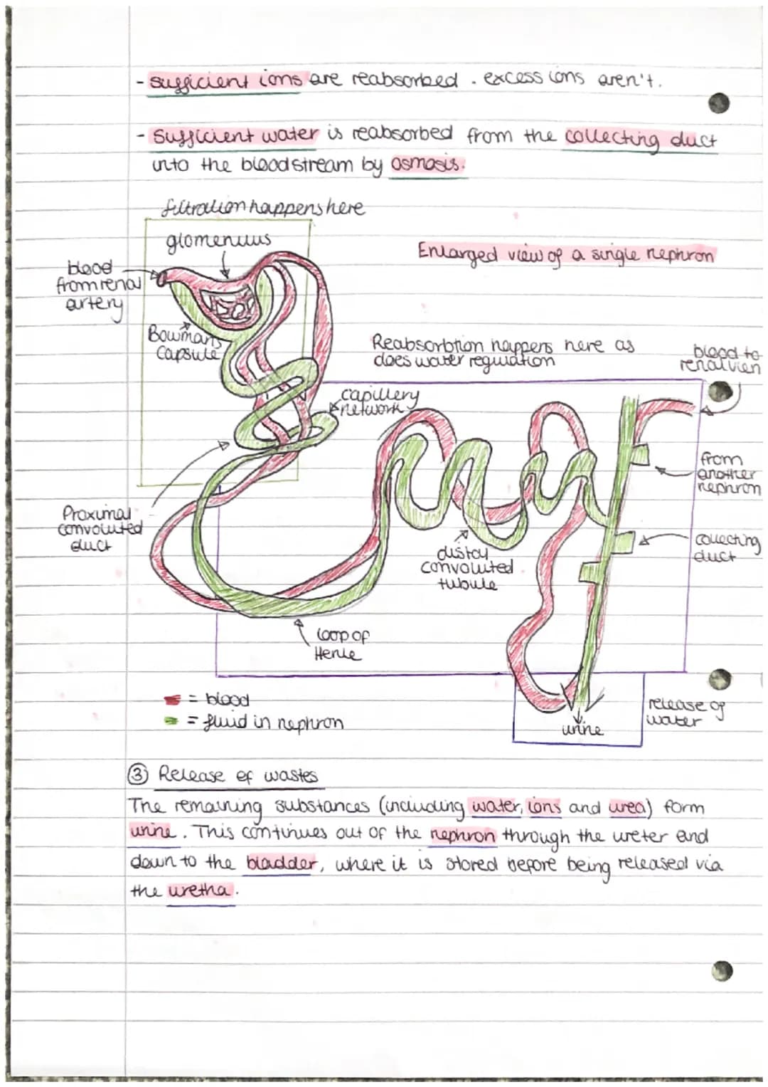 The Kidneys
The Kidneys are excretion organs
Lo the kidneys are part of the urinary system. They peform 3
main roles:
1. Removal of urea fro