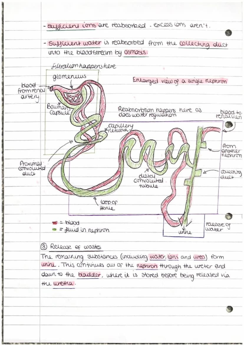 The Kidneys
The Kidneys are excretion organs
Lo the kidneys are part of the urinary system. They peform 3
main roles:
1. Removal of urea fro