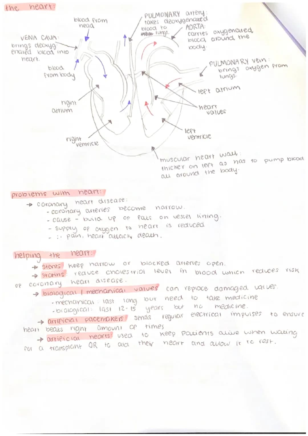Biology B4 - Organising Animals and Plants
components
of the blood
and some
→ plasma a yellow liquid that transports all of your blood cells
