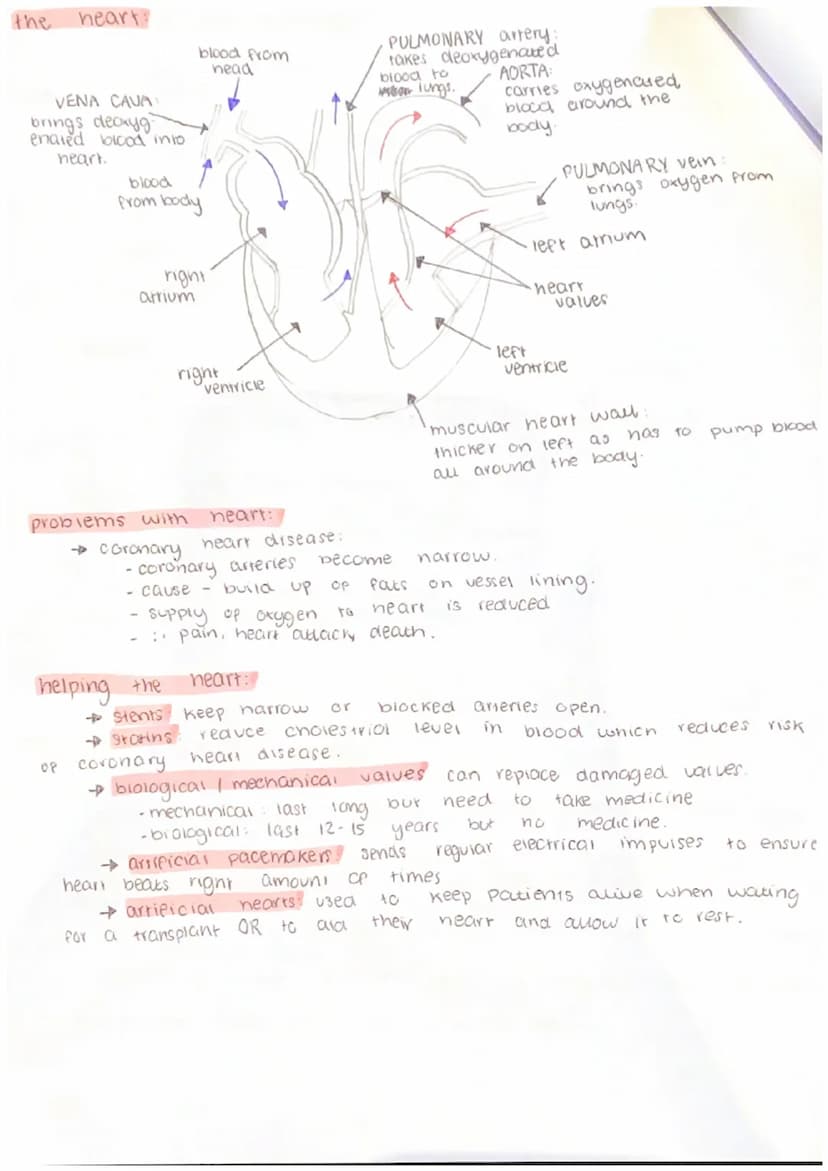 Biology B4 - Organising Animals and Plants
components
of the blood
and some
→ plasma a yellow liquid that transports all of your blood cells