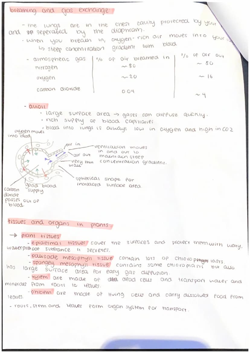 Biology B4 - Organising Animals and Plants
components
of the blood
and some
→ plasma a yellow liquid that transports all of your blood cells