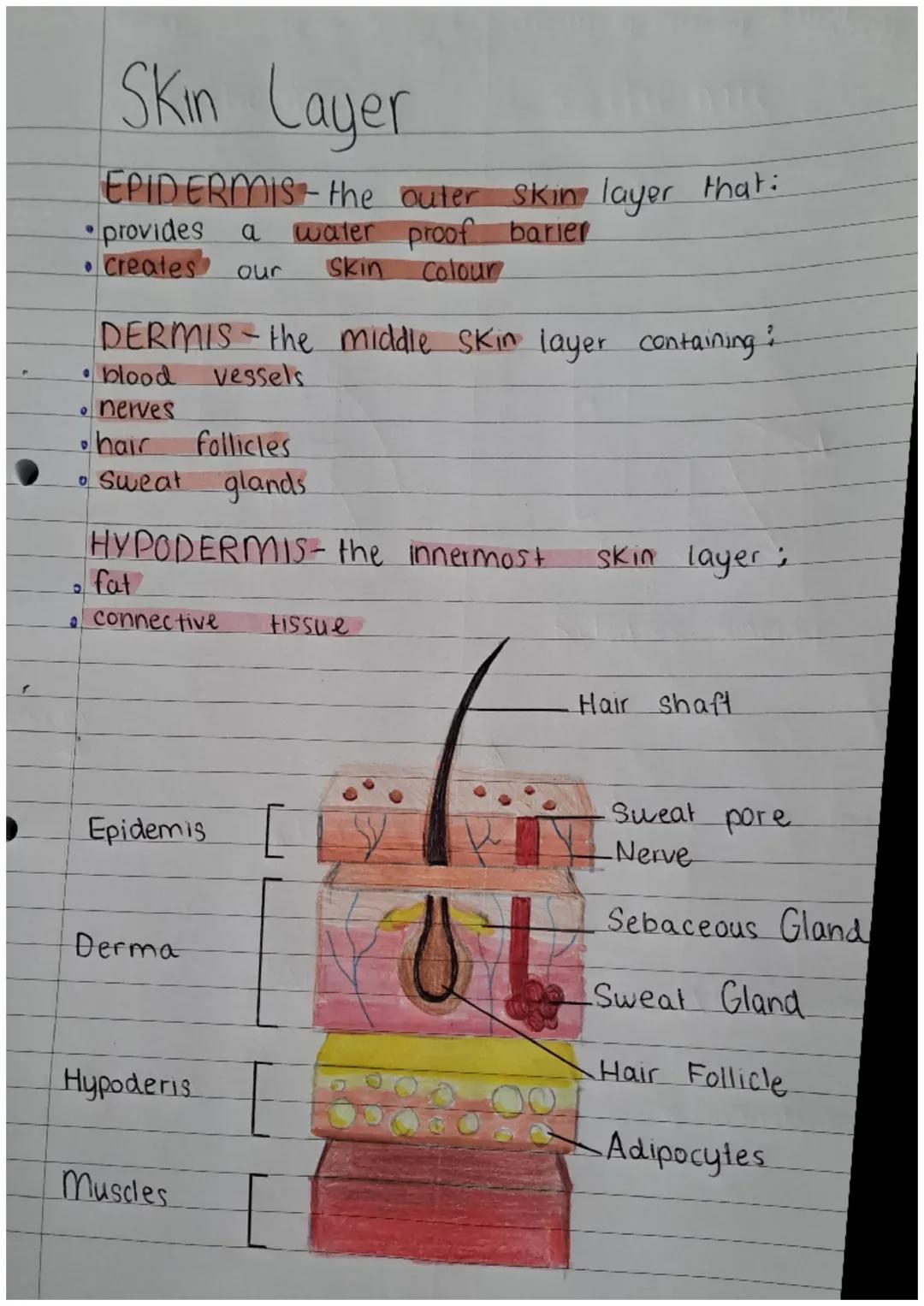Skin Layer
EPIDERMIS the outer skin layer that:
•provides
a
water proof barier
Creates our
Skin
Colour
1
DERMIS the middle skin layer contai