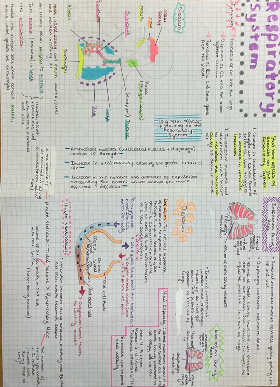 GCSE PE Respiratory System - Easy Revision Guide!