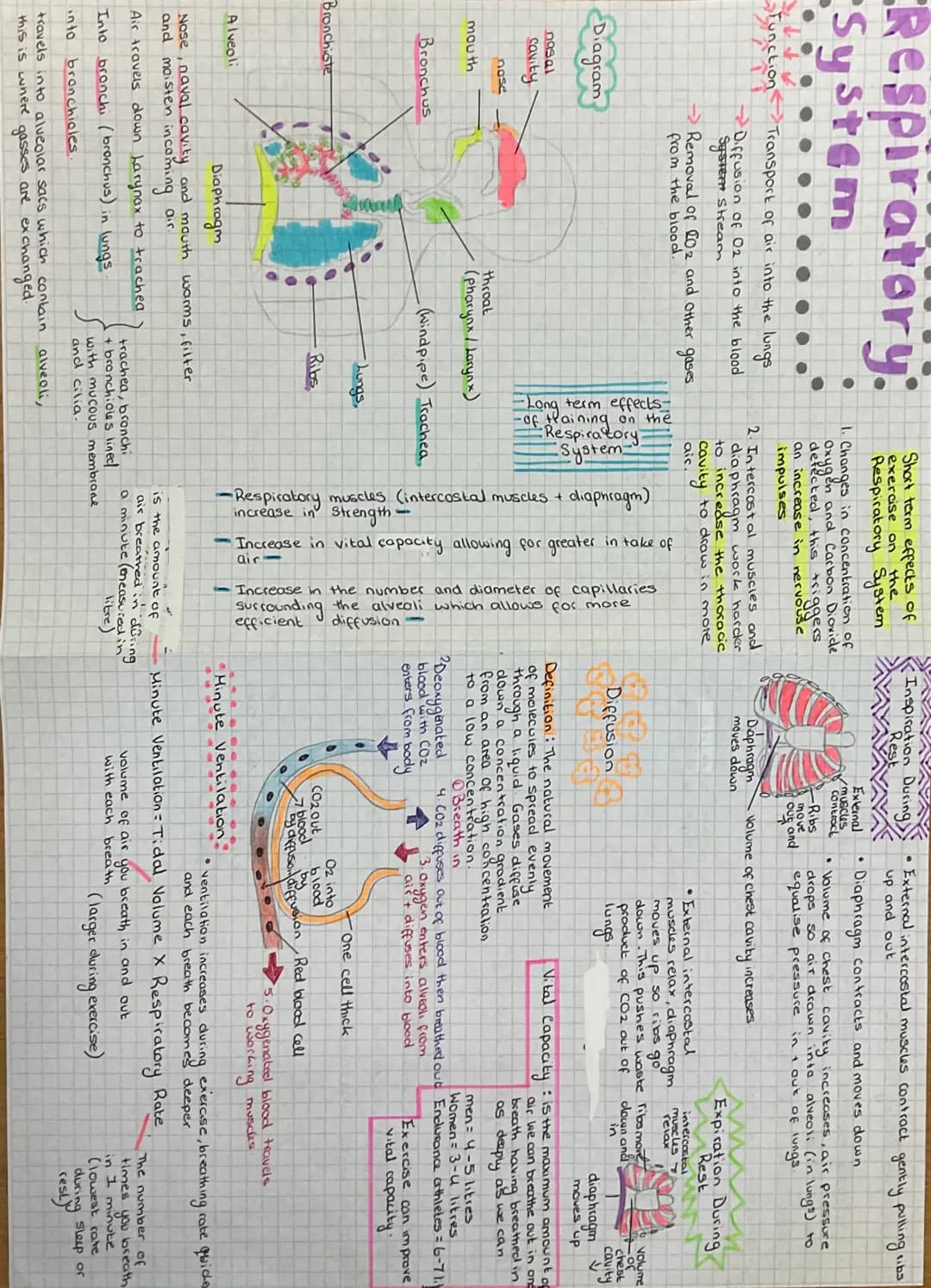 Respiratory:
System
Function
Diagram
nasal
cavity
nase
mouth
Bronchus
Bronchiote
Alveoli
into
Transport of air into the lungs
Diffusion of O