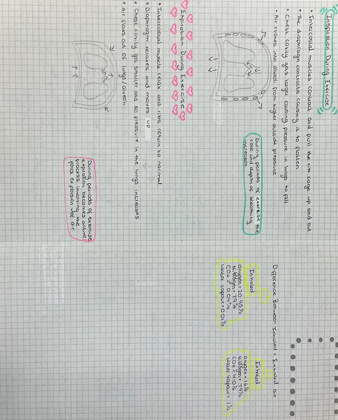 Respiratory:
System
Function
Diagram
nasal
cavity
nase
mouth
Bronchus
Bronchiote
Alveoli
into
Transport of air into the lungs
Diffusion of O