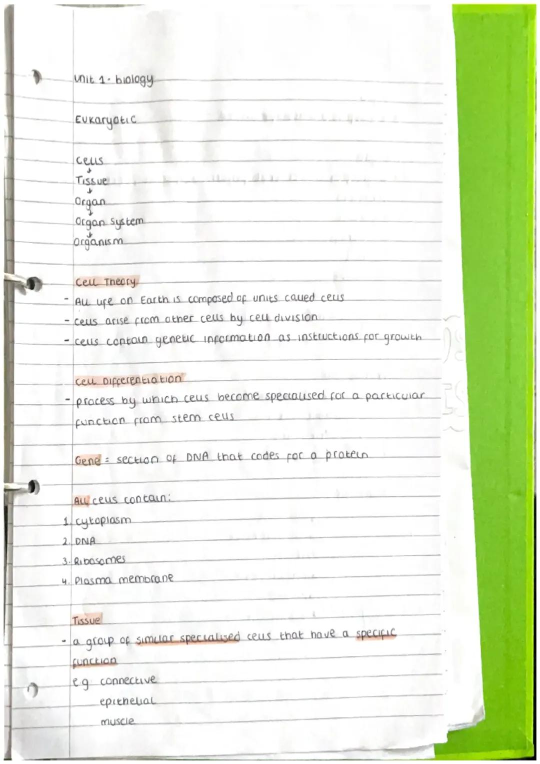 What Makes Eukaryotic Cells Special? Discover Their Parts and How They Help Plants Make Food!