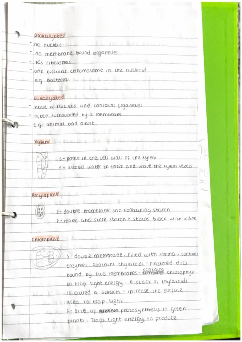 unit 1- biology
Eukaryotic
cells
Tissue
↓
Organ
Organ system
Organism
Cell Theory
- All ure on Earth is composed of units caued ceus.
-ceus 