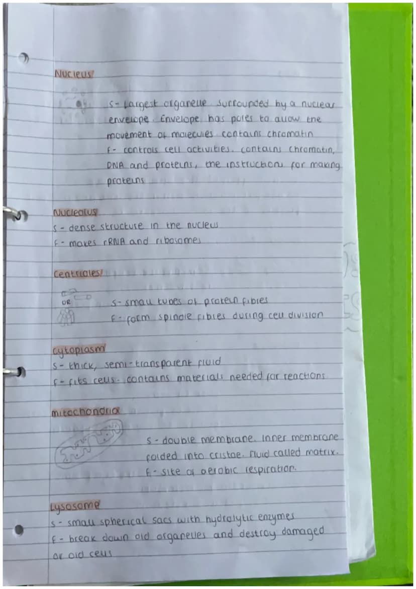 unit 1- biology
Eukaryotic
cells
Tissue
↓
Organ
Organ system
Organism
Cell Theory
- All ure on Earth is composed of units caued ceus.
-ceus 