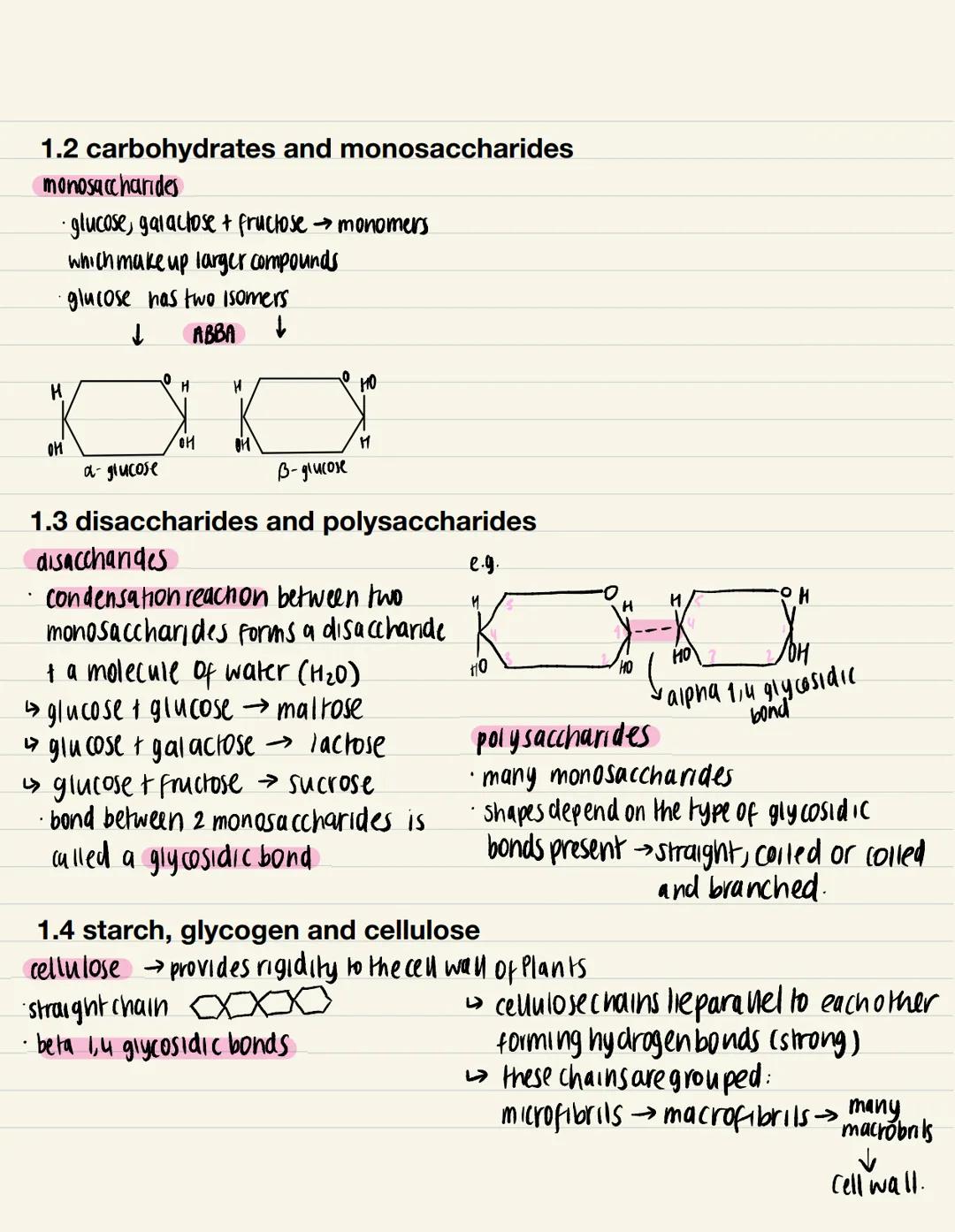 1.2 carbohydrates and monosaccharides
monosaccharides
• glucose, galactose + fructose → monomers
which make up larger compounds
·glucose has