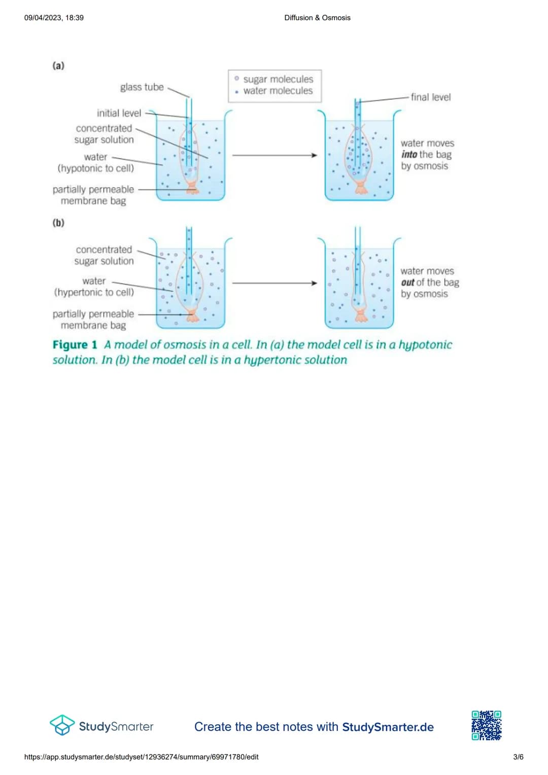 09/04/2023, 18:39
Diffusion & Osmosis
Diffusion:
Definition
●
Diffusion - The movement of particles form an area of high concentration to lo