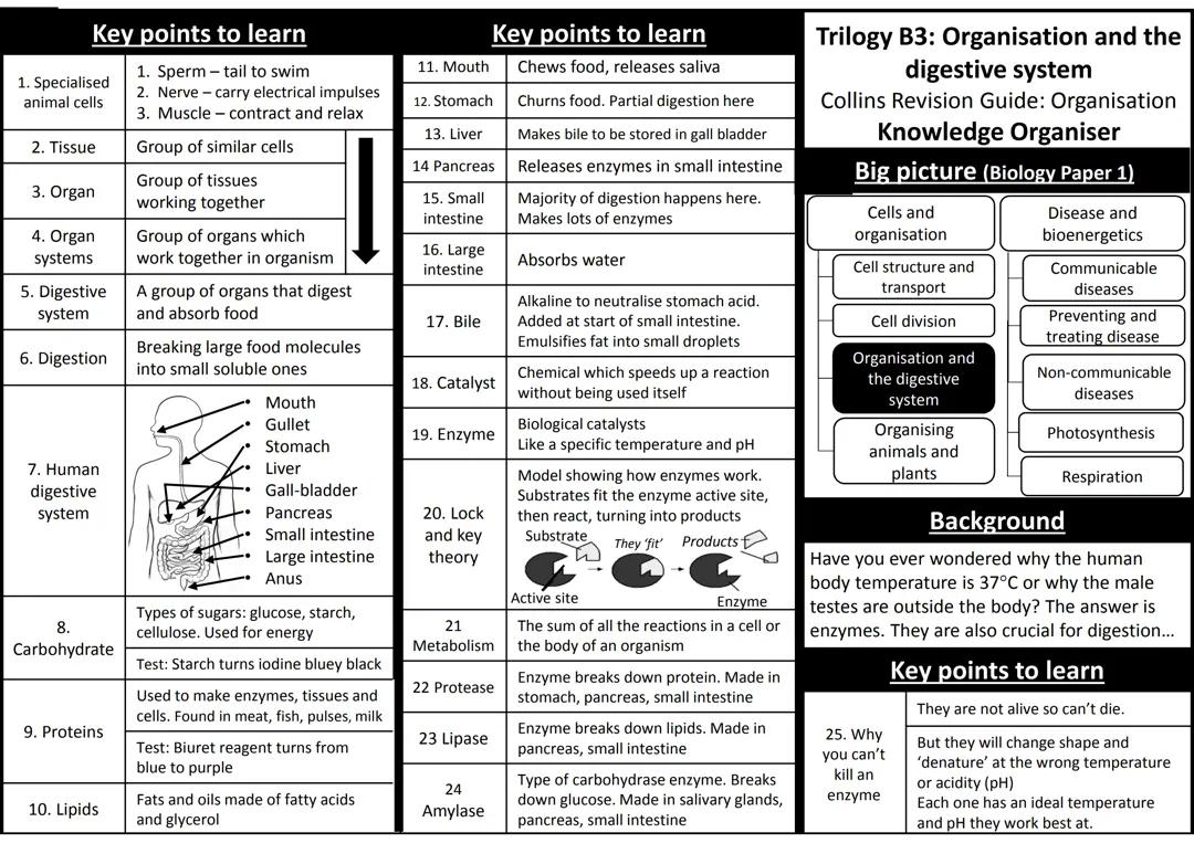 B3-Organisation-and-the-digestive-System