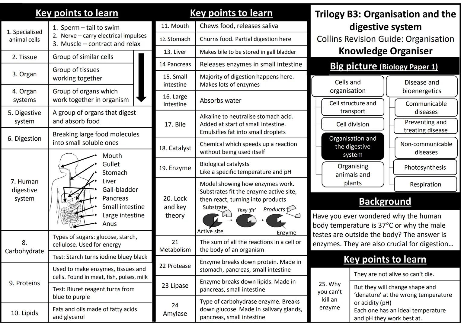 Key points to learn
1. Sperm- tail to swim
2. Nerve - carry electrical impulses
3. Muscle contract and relax
1. Specialised
animal cells
2. 