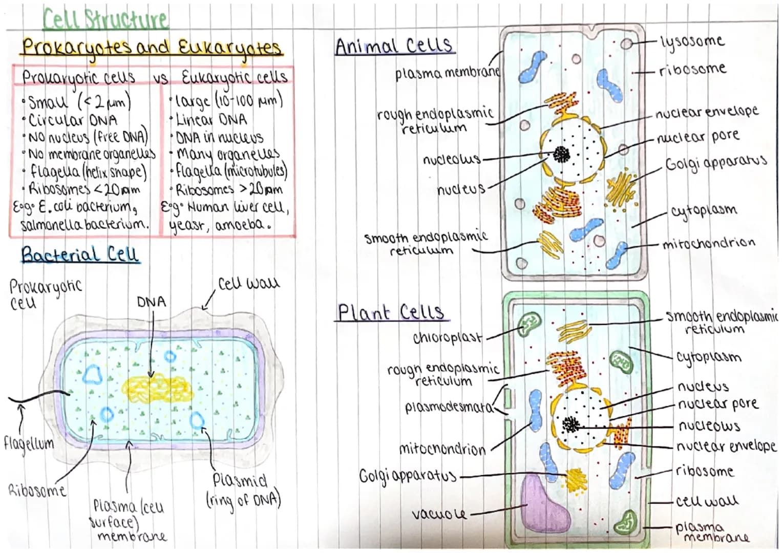 Cell Structure
Prokaryotes and Eukaryotes
Prokaryotic ceus
• Smau (<2 μm)
vs Eukaryotic cells
·large (10-100 μm)
Linear ONA
•ONA in nucleus
