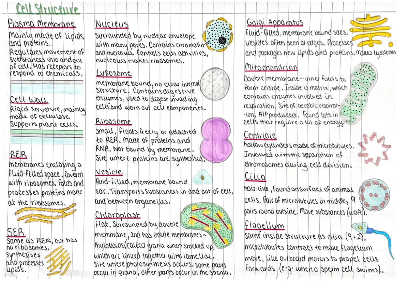 Cell Structure
Prokaryotes and Eukaryotes
Prokaryotic ceus
• Smau (<2 μm)
vs Eukaryotic cells
·large (10-100 μm)
Linear ONA
•ONA in nucleus
