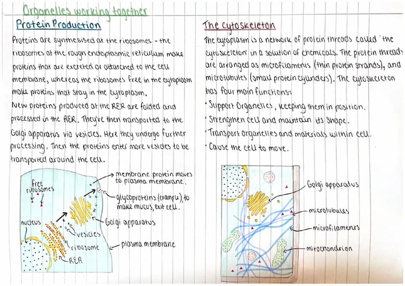 Cell Structure
Prokaryotes and Eukaryotes
Prokaryotic ceus
• Smau (<2 μm)
vs Eukaryotic cells
·large (10-100 μm)
Linear ONA
•ONA in nucleus
