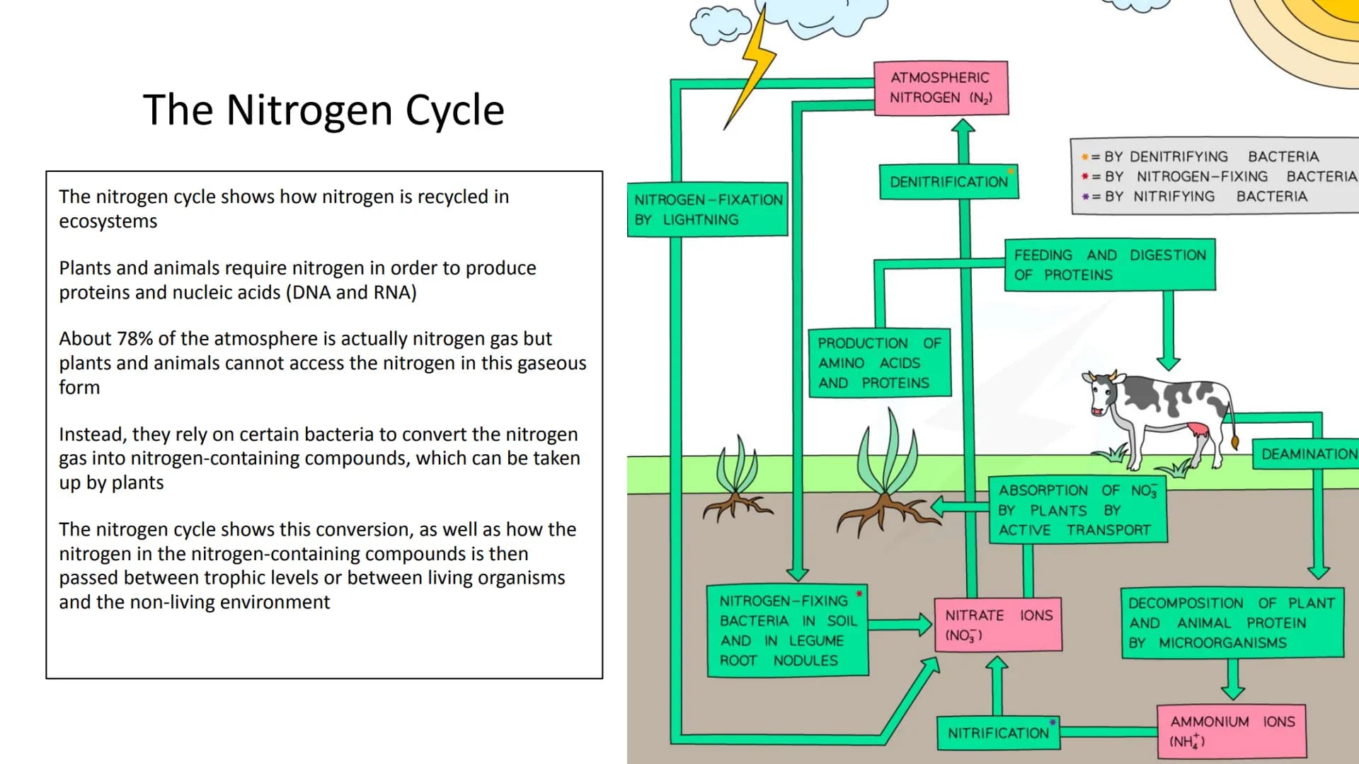 Ecology Unit
Year 10 https://getrevising.co.uk/grids/fish-far
ming
Revision Links
https://cdn.savemyexams.co.uk/cdn-c
gi/image/w=1920,f=auto