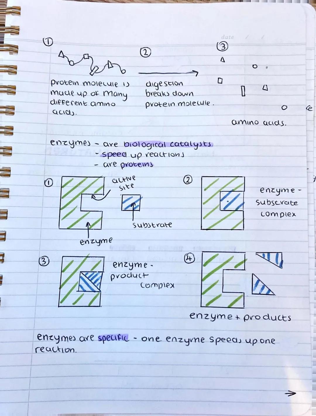 biology
enzymes
digestion of carbohydrates (contain C, H, and O)
large carbohydrate molecules (sugar and Starch) mult
be broken clown into s