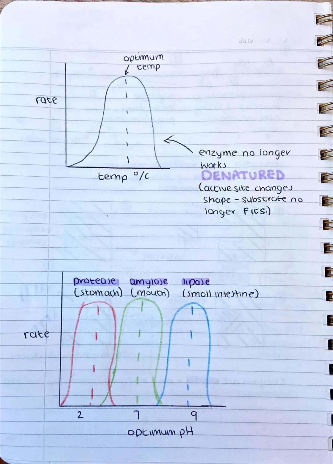 biology
enzymes
digestion of carbohydrates (contain C, H, and O)
large carbohydrate molecules (sugar and Starch) mult
be broken clown into s