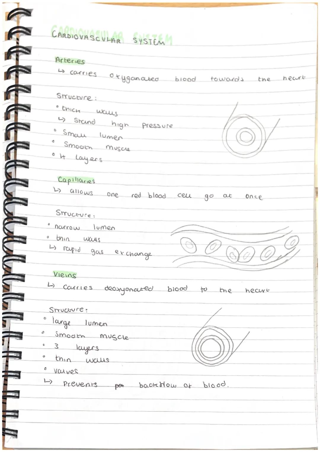Labelled diagram:
Semi-lunar
vouve
Structure of the heart
vena
cava R
Right
atrium
tricuspid
valve
right
Aorta
4
Pulmonary
artery
Pulmonary
