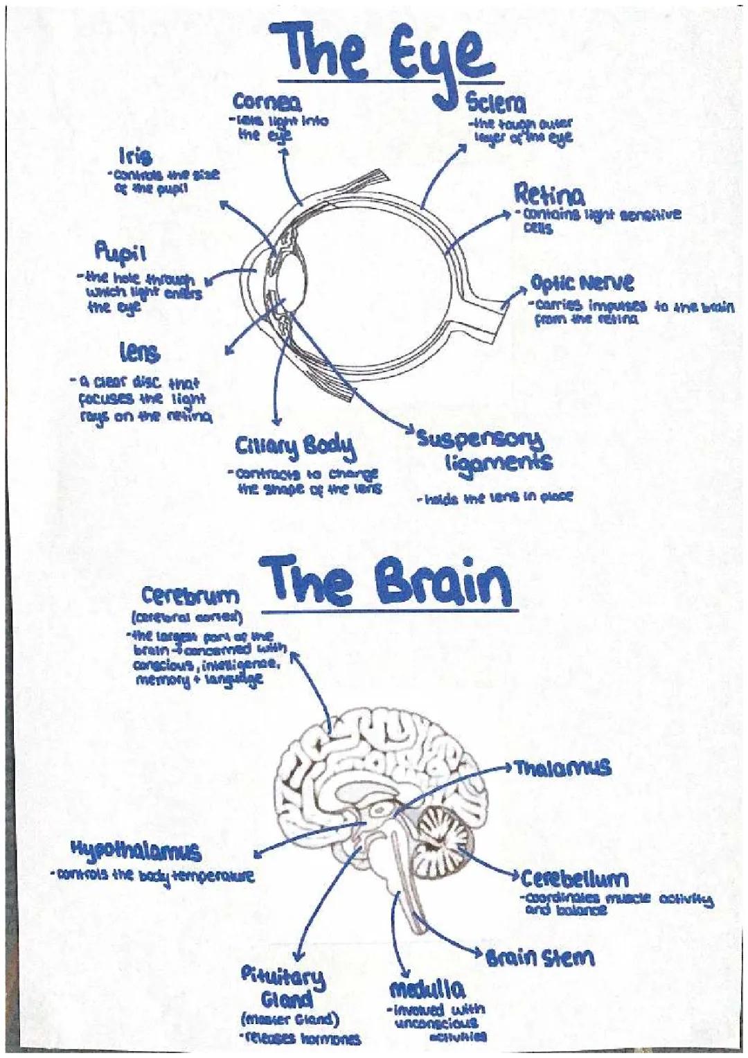 Homeostasis and response 