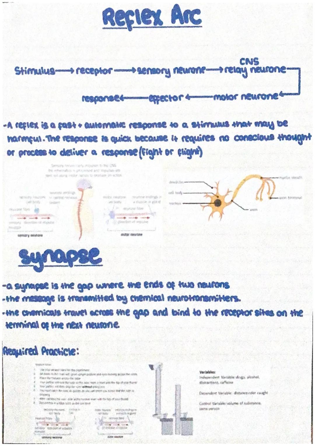 Iris
controls the sixt
of the pupil
Pupil
-the hole through
which light enfers
the eye
lens
-a clear disc that
focuses the light
rays on the