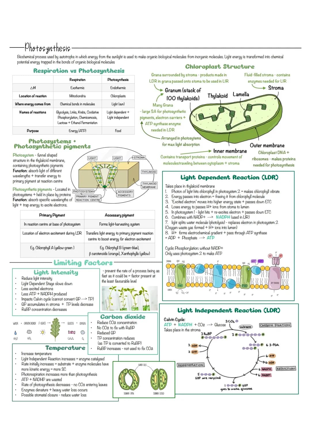 Biology Photosynthesis Revision Notes