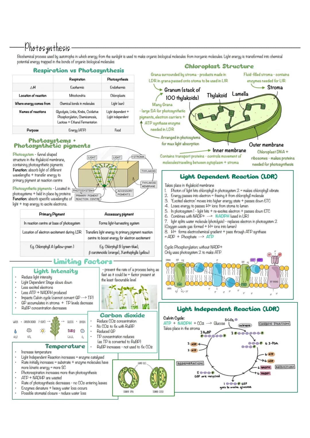 -Photosynthesis-
Biochemical process used by autotrophs in which energy from the sunlight is used to make organic biological molecules from 
