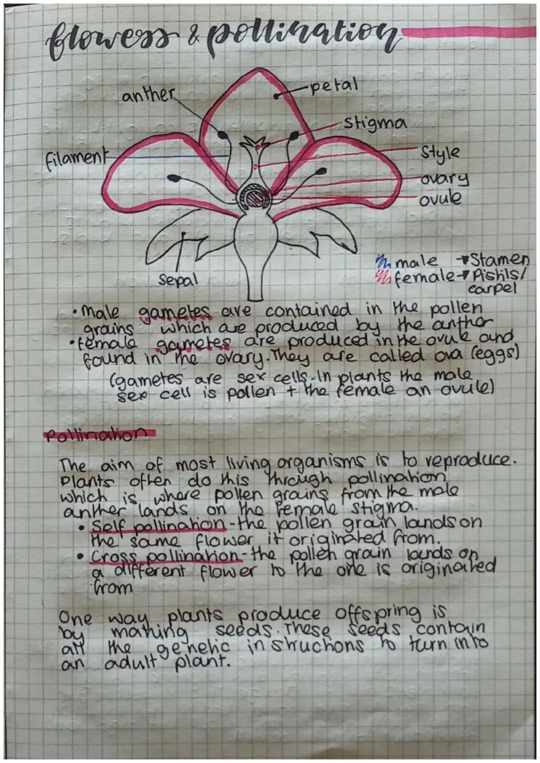 flowess & pollination
Filament
anther
-petal
-stigma
AX
Style
ovary
ovule
male Stamen
female Pishis/
carpel
Sepal
• male gametes are contain