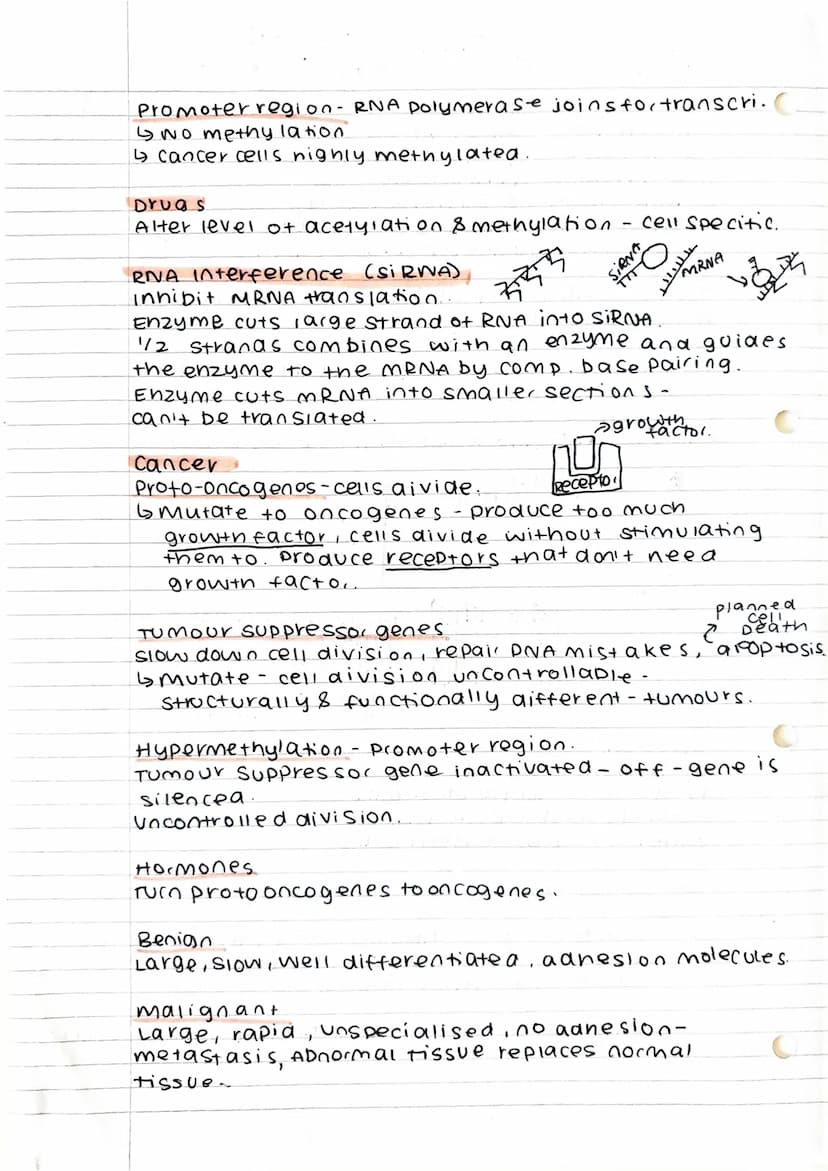 PIPP
AO S
jets -
90.0
4. P
r
Control of gene expression
Transcription factors,
- Bing to DNA - MRNA produced.
- when gene off - site inactiv
