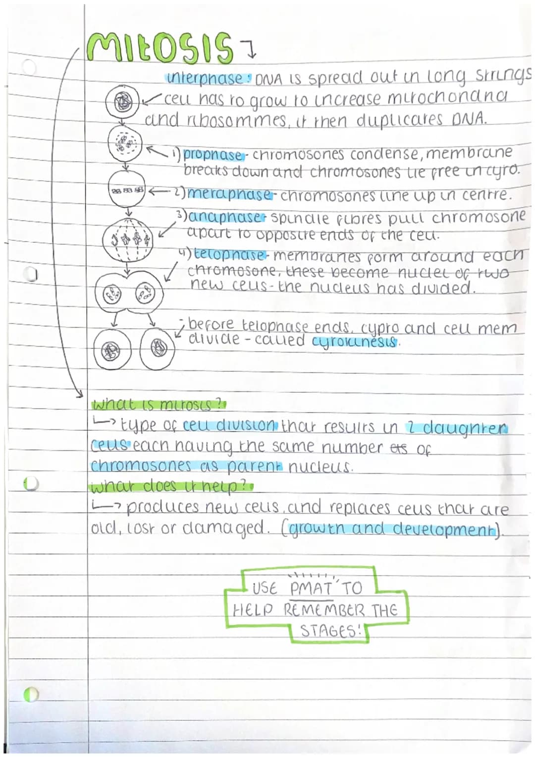 0
MILOSIS
28 83 88
interphase DNA is spread out in long strings
-cell has to grow to increase mirochonana
and ribosommes, it then duplicates