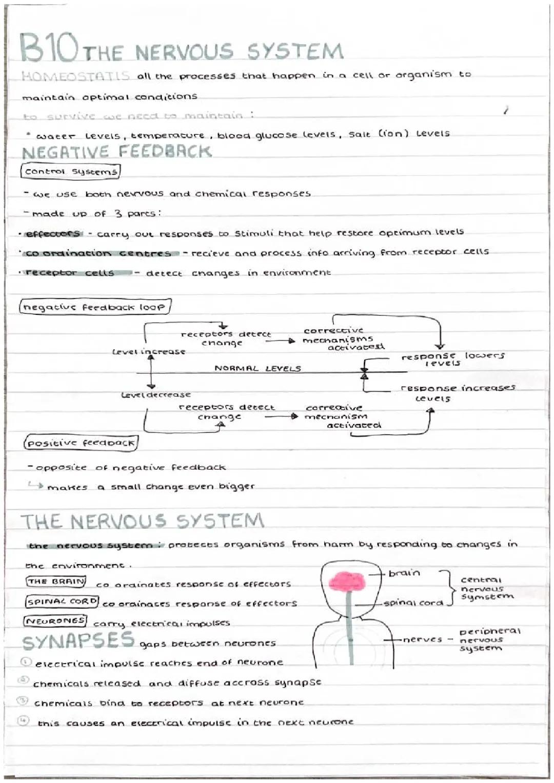 How Negative Feedback and Synapses Work: Fun Science for Kids