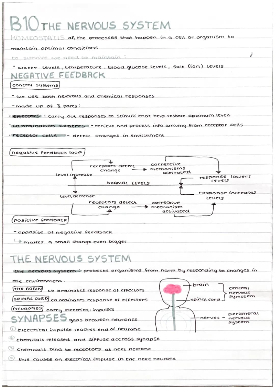 B10 THE NERVOUS SYSTEM
HOMEOSTATIS
maintain optimal conditions
to survive we need to maintain :
water Levels, temperature, blood glucose lev